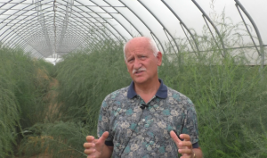 ORTO VENETO: “PRIMO”, L’ASPARAGO CHE BATTE TUTTI SUL TEMPO